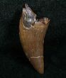 Inch Nanotyrannus Tooth - South Dakota #4545-1